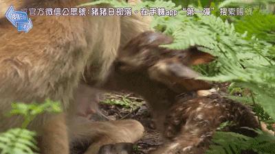 奈良小鹿一年傷了209人！8人骨折！原來鹿有這個反應是攻擊的意思