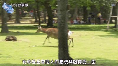 奈良小鹿一年傷了209人！8人骨折！原來鹿有這個反應是攻擊的意思