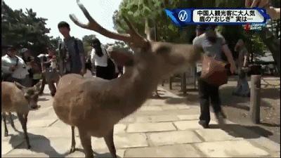 奈良小鹿一年傷了209人！8人骨折！原來鹿有這個反應是攻擊的意思