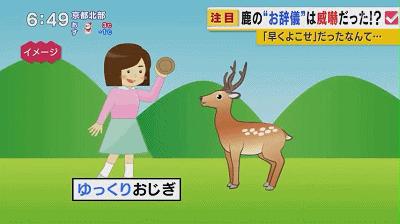 奈良小鹿一年傷了209人！8人骨折！原來鹿有這個反應是攻擊的意思