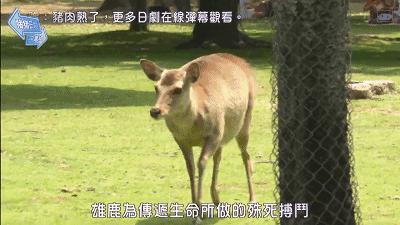 奈良小鹿一年傷了209人！8人骨折！原來鹿有這個反應是攻擊的意思