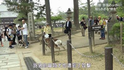 奈良小鹿一年傷了209人！8人骨折！原來鹿有這個反應是攻擊的意思