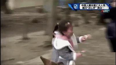 奈良小鹿一年傷了209人！8人骨折！原來鹿有這個反應是攻擊的意思