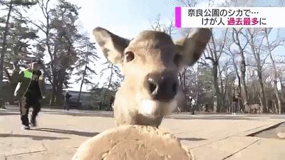 奈良小鹿一年傷了209人！8人骨折！原來鹿有這個反應是攻擊的意思