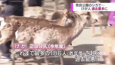 奈良小鹿一年傷了209人！8人骨折！原來鹿有這個反應是攻擊的意思