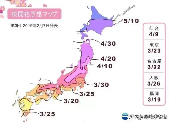 遇見日本最美的＂櫻吹雪＂，2019櫻花全面開放