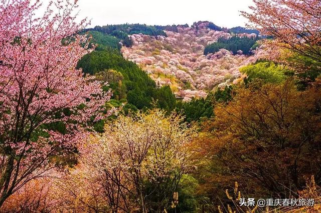 遇見日本最美的＂櫻吹雪＂，2019櫻花全面開放