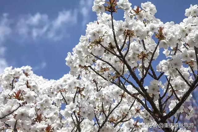 遇見日本最美的＂櫻吹雪＂，2019櫻花全面開放