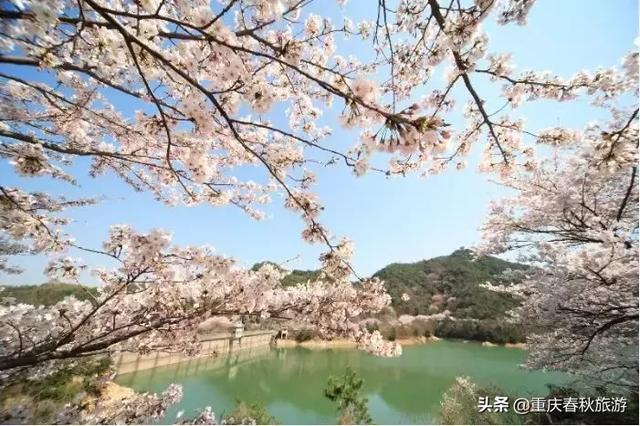 遇見日本最美的＂櫻吹雪＂，2019櫻花全面開放