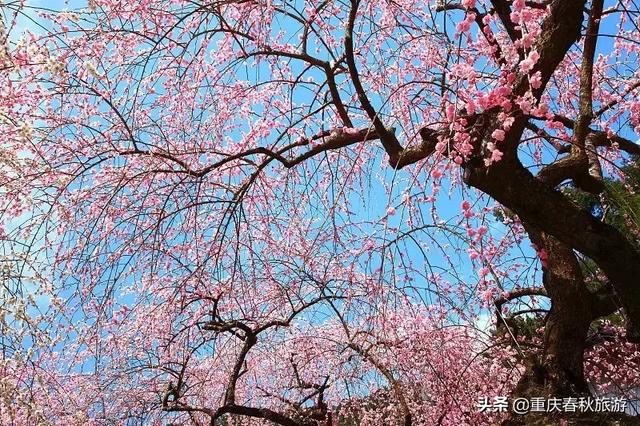 遇見日本最美的＂櫻吹雪＂，2019櫻花全面開放