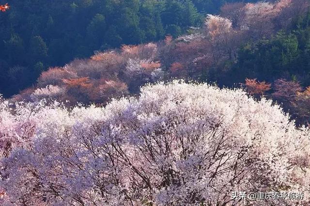 遇見日本最美的＂櫻吹雪＂，2019櫻花全面開放