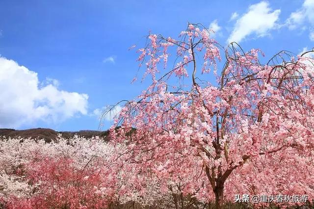 遇見日本最美的＂櫻吹雪＂，2019櫻花全面開放