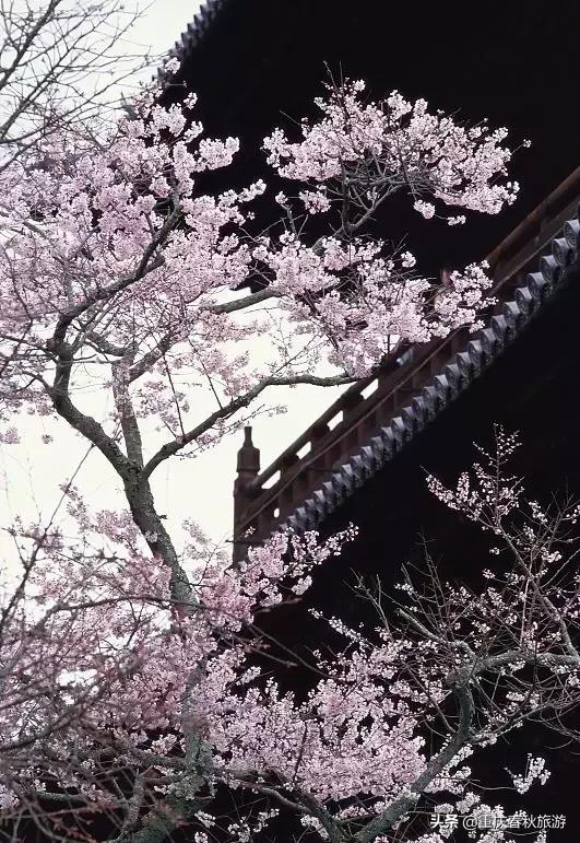 遇見日本最美的＂櫻吹雪＂，2019櫻花全面開放