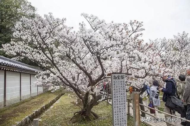 遇見日本最美的＂櫻吹雪＂，2019櫻花全面開放
