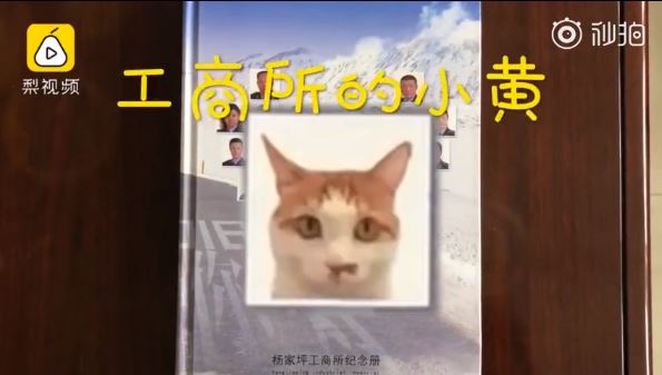 王牌公務員「抓老鼠＋幫民眾調解」　業績超好「編進員工手冊」：想當同事～