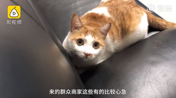 王牌公務員「抓老鼠＋幫民眾調解」　業績超好「編進員工手冊」：想當同事～