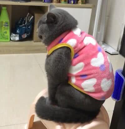 擔心天冷給貓咪買了衣服，結果超緊還擠爆，貓咪穿上氣噗噗眼神死...喵星人：有退貨服務嗎？