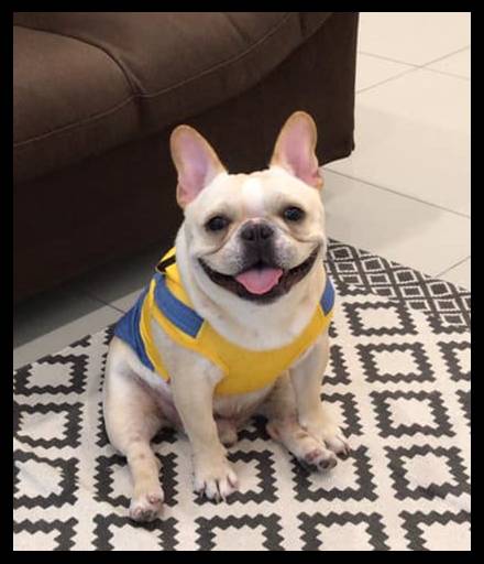 愛犬送去寵物店一天就死了 店主反要將狗主人列入黑名單？！