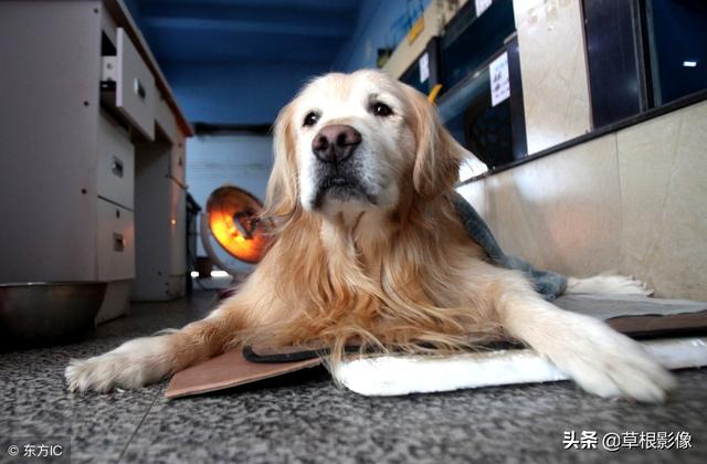 事狗如事人：主人花4萬為愛犬治病，特製輪椅助其逛街