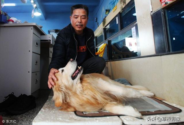 事狗如事人：主人花4萬為愛犬治病，特製輪椅助其逛街