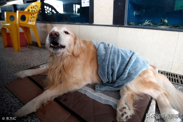 事狗如事人：主人花4萬為愛犬治病，特製輪椅助其逛街