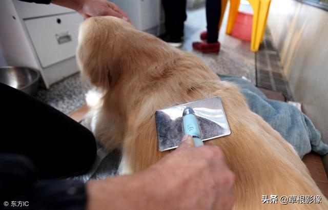 事狗如事人：主人花4萬為愛犬治病，特製輪椅助其逛街