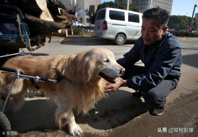 事狗如事人：主人花4萬為愛犬治病，特製輪椅助其逛街
