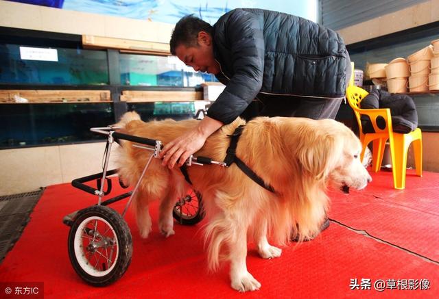 事狗如事人：主人花4萬為愛犬治病，特製輪椅助其逛街