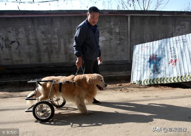 事狗如事人：主人花4萬為愛犬治病，特製輪椅助其逛街