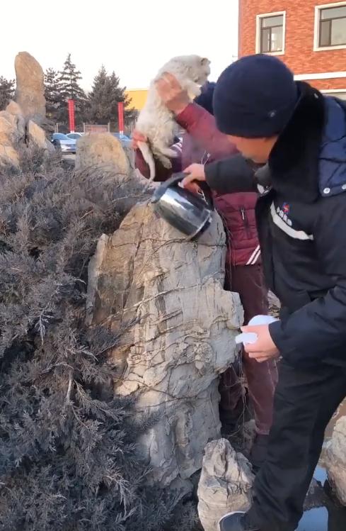 東北貓尿尿卻「凍在石頭上」動彈不得，一臉「生無可戀」模樣笑爆網友！