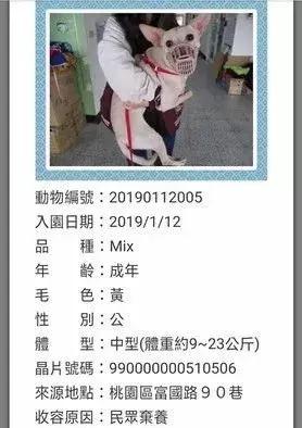 主人含淚棄養狗狗，兩小時後哭著找回：對不起......