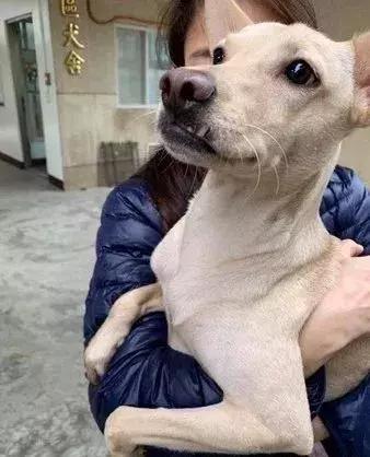 主人含淚棄養狗狗，兩小時後哭著找回：對不起......