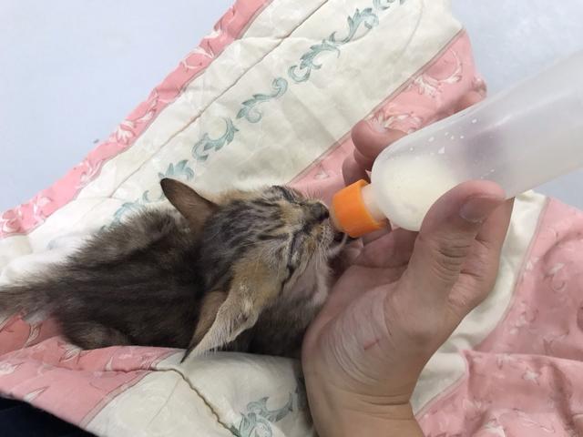 路上「撿到小奶貓」怎麼辦？出手前「停、看、聽」才不會害了它們！