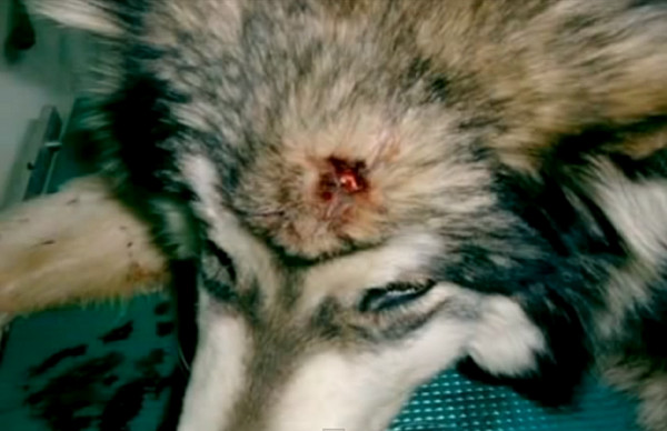 雪橇犬被安樂之前「叼盆子給小狗狗喂飯」　狗生最後30分鐘「奇蹟及時趕到」