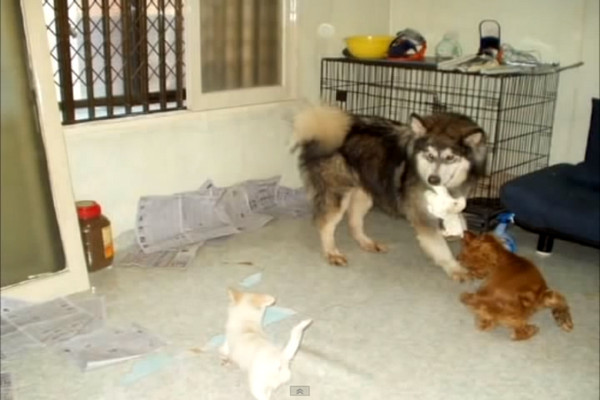 雪橇犬被安樂之前「叼盆子給小狗狗喂飯」　狗生最後30分鐘「奇蹟及時趕到」