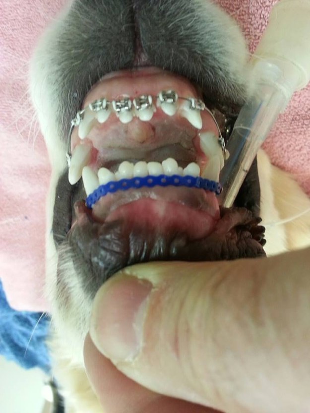 黃金獵犬寶寶因牙齒長太歪非得戴矯正牙套，矯正後張開嘴笑呆樣真的萌死人了！ 