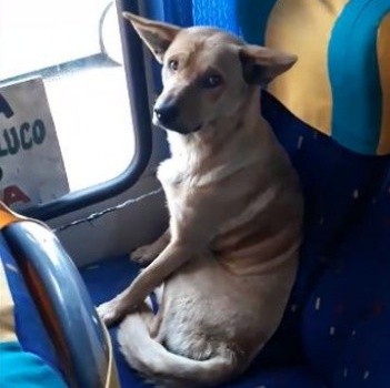 影/感受來自人類的溫暖！暖心司機不避諱「浪浪上車取暖」，乖巧坐在座位上看風景！網友大讚：車上好暖！