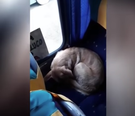 影/感受來自人類的溫暖！暖心司機不避諱「浪浪上車取暖」，乖巧坐在座位上看風景！網友大讚：車上好暖！