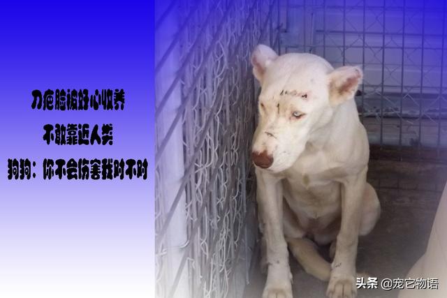 「刀疤臉」被好心領養不敢靠近人類，狗狗：你不會傷害我對不對