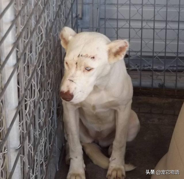 「刀疤臉」被好心領養不敢靠近人類，狗狗：你不會傷害我對不對