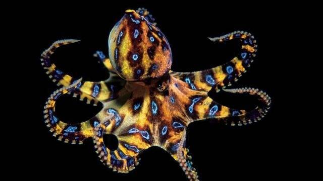 5種世界上毒性最猛的危險生物。#3 刺一下就會「瞬間呼吸困難」心臟衰竭而死