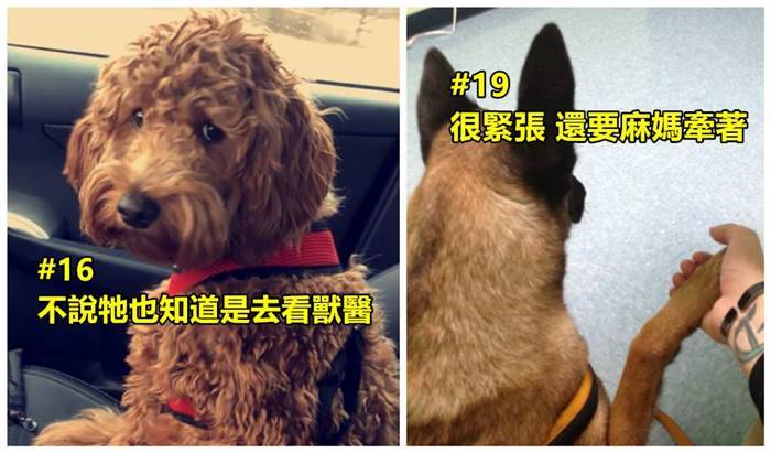 30張帶狗狗去看獸醫的絕望表情！