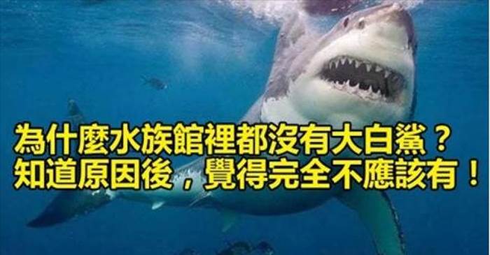 為什麼水族館裡都沒有大白鯊？知道原因後，覺得完全不應該有