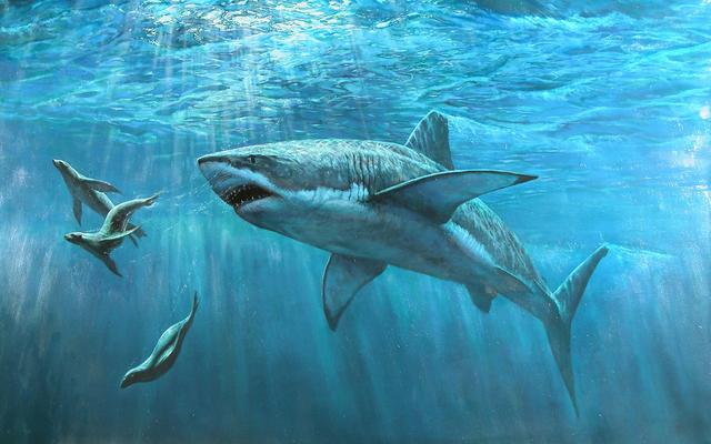 為什麼水族館裡都沒有大白鯊？知道原因後，覺得完全不應該有