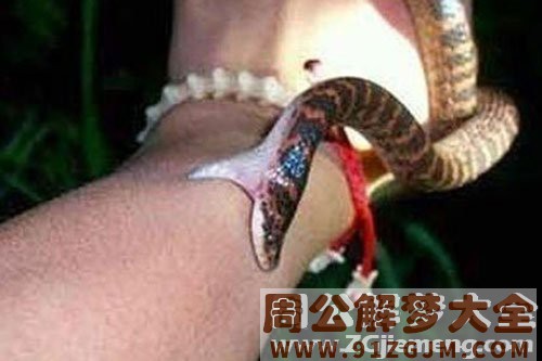 網民問夢到蛇會怎樣？ 專家激動道：快去找他！
