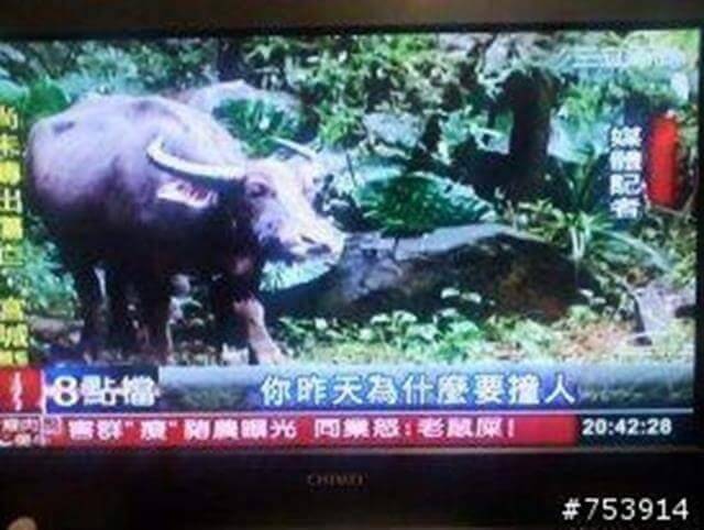 24張台灣「新聞照片」證明台灣新聞比綜藝界還有趣！