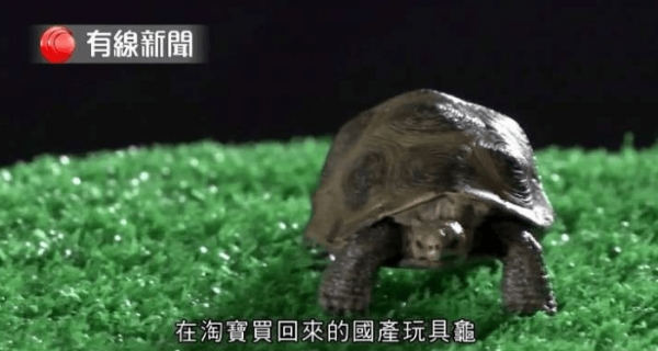 記者測試5位自稱「可和動物溝通」的大師，等他們講完公布「這是玩具龜」！網友：廢到笑！ 