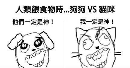 20個讓你點頭點到脫臼的「狗狗 VS 貓咪」超中肯生活習慣差異！