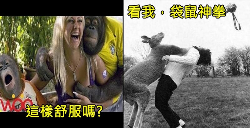 牠們根本不把人類「放在眼裡啊」！７張超狂動物照，拜託不要「放棄治療」好嘛！？