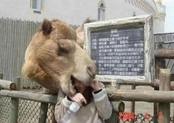 牠們根本不把人類「放在眼裡啊」！７張超狂動物照，拜託不要「放棄治療」好嘛！？